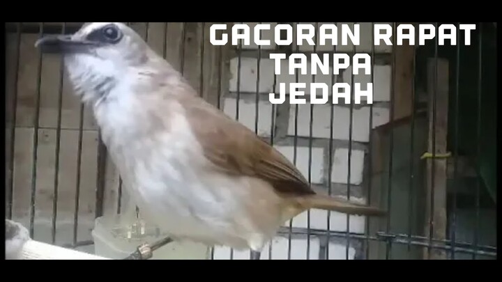 INPO GACORAN MASSZE TRUCUKAN NGROPEL TANPA JEDAH || cocok buat pancingan dan masteran