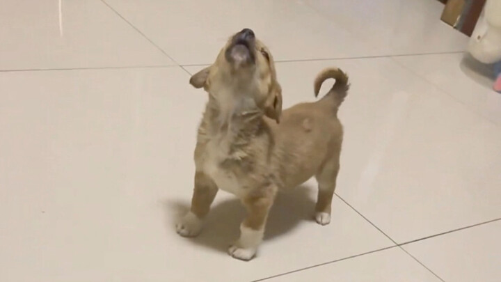ลูกสุนัขที่ชอบเสียงอ๊าวว์