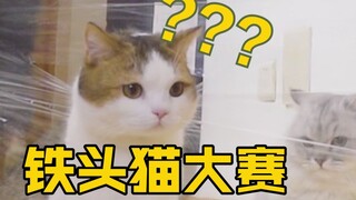 ทดสอบดูว่าหัวของแมวขนสั้นแข็งแรงแค่ไหน?