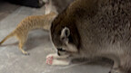 Raccoon and meerkat cuddling with cats