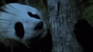 一猫：导演看过来 我完全不挑剧本的