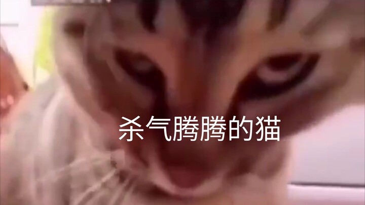 杀气腾腾的猫