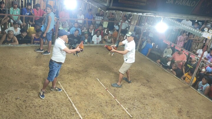 Melsim black vs dalusapi
