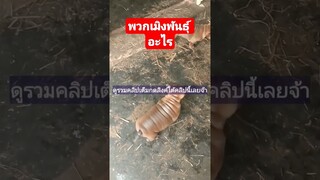 ^ดูรวมคลิปชุดนี้เต็มกดลิงค์ด้านบนเลยจ้า^ พวกเมิงพันธุ์อะไรกันวะเนี่ย