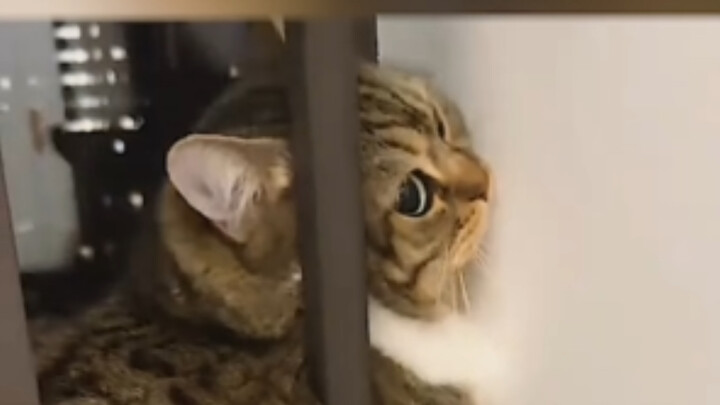 Mèo mèo: Người lạ trong nhà đã đi chưa???