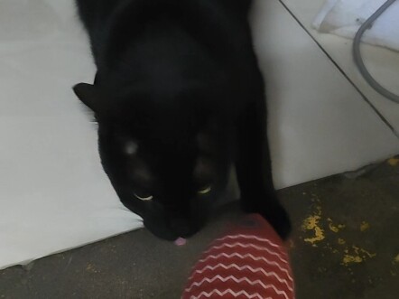 Meow Rules: Swift Cat — Ichi Catches a Really Big Fish