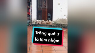 Trông lộm nhộm quá đi. Haha cunyeucuadua chó chócon chókhôn chócute xuhuong fyp