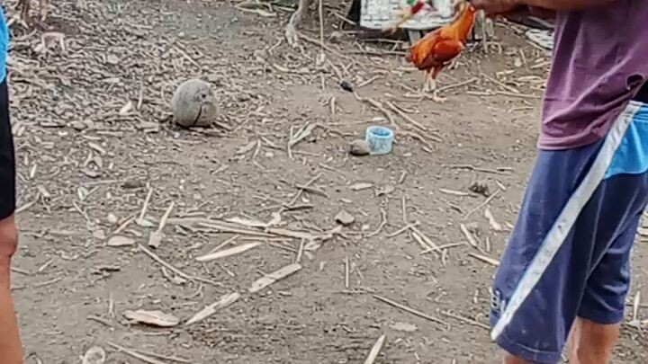 #lightningfeet#bilibili101#fighti g spirit