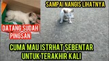 Kisah Anak Kucing Sedih Karena Ketabrak Dan Berakhir Minta Di Kuburkan Oleh Cats Lovers Tv..!