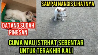 Kisah Anak Kucing Sedih Karena Ketabrak Dan Berakhir Minta Di Kuburkan Oleh Cats Lovers Tv..!