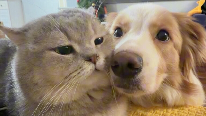 Mao Lizhi: Wang keeps sucking, but Mi can’t handle it.