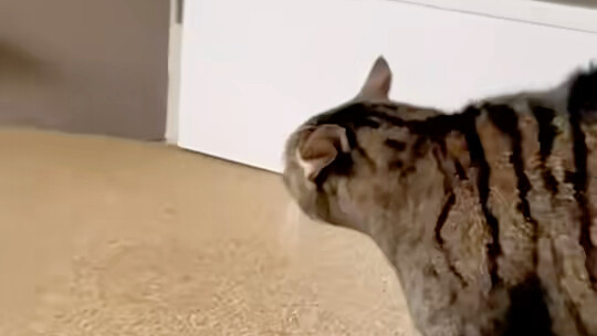 Cat: So that’s how you want to play, huh, buddy?