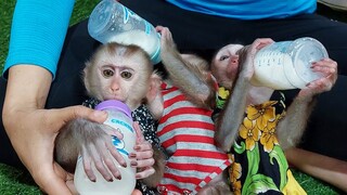 Very stylish monkeys and milks