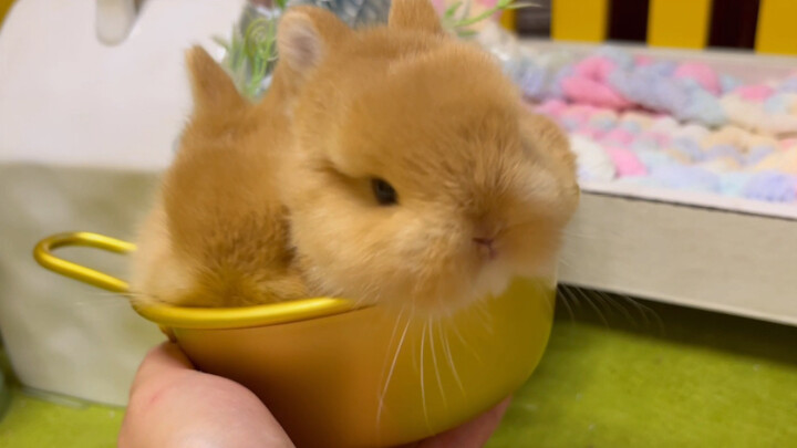 Negative review! There was fluff in the bowl I bought!