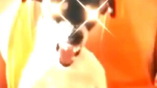Funny vibeo