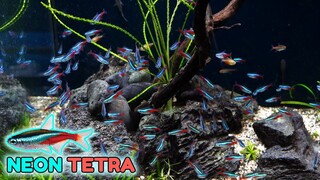 Cara mudah memelihara dan ternak ikan hias air tawar Neon Tetra