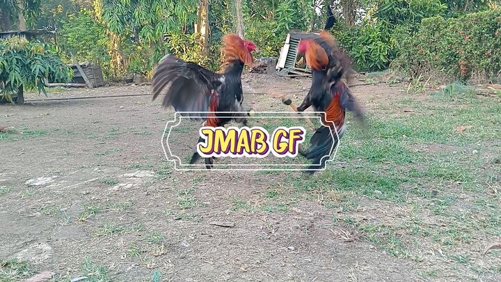 Butaw sweater yellow leg vs white leg