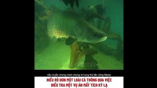 điều tra loài cá gây ra những vụ án mất tích kì lạ | review phim
