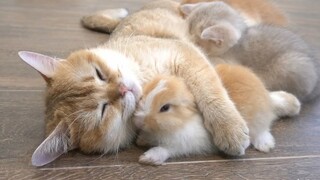 猫妈妈：这毛色这大耳朵肯定是我的孩子