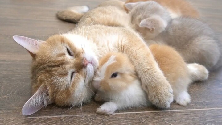 猫妈妈：这毛色这大耳朵肯定是我的孩子