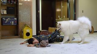 แกล้งเป็นลมต่อหน้าลูกสุนัขและลูกแมว ปฏิกิริยาที่คาดไม่ถึง ฮ่าๆๆ