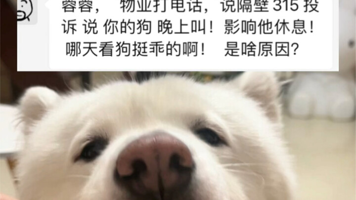 Lần này tôi nhất định không dung thứ, nhất định phải trả lại sự trong sạch cho chú cún!