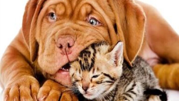 猫咪的搞笑日常合集