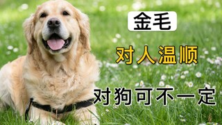 金毛对人温顺，对狗，可真不一定