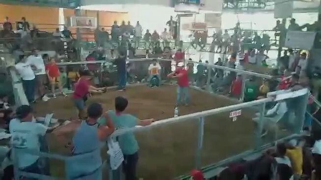 Boston 2cock derby champion