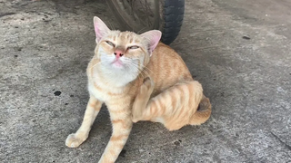 แมวเหมียวน่ารัก เสียงแมวเหมียวร้อง