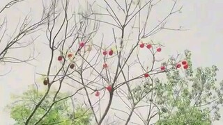 สาวน้อยข้ามเวลาผู้นำโชค