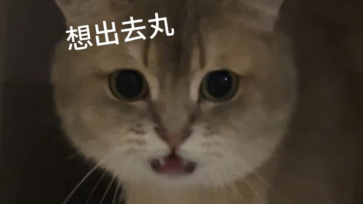 A 10-pound cat weighs 9 pounds and is rebellious