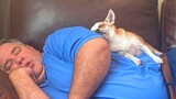 Funniest Moments Dog and their Human Make You Laugh So Hard!   Cute Animal Show Love