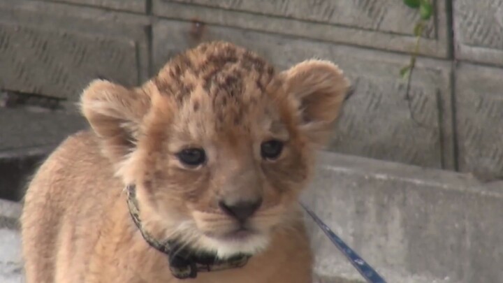 Little cub goes for a walk.