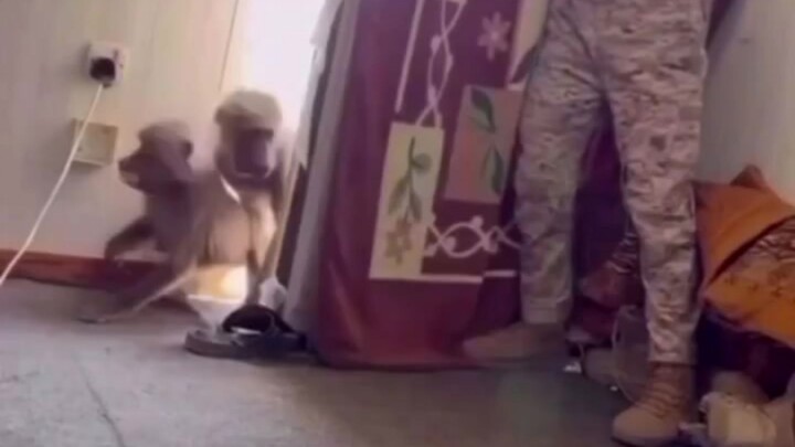 Kết cục của chú khỉ vào nhà trộm đồ thật dễ chịu