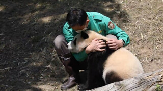 210428 Papa asuh menghibur Fu Bao yang terjatuh dari pohon.