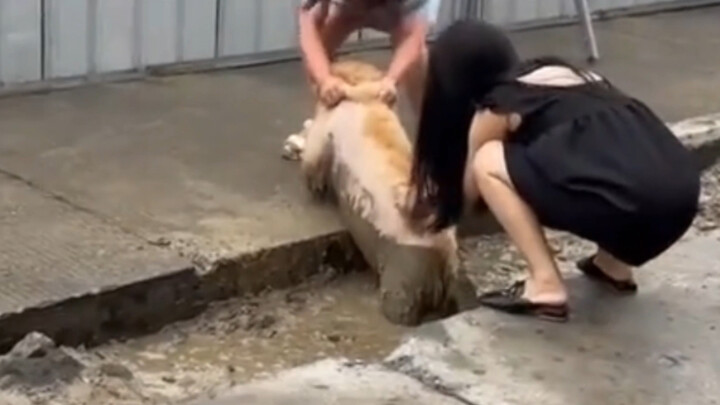 Anjing ini...membuatku tertawa selama tiga hari tiga malam