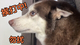 Anjing Husky membuat tanda di rumah dan langsung dihajar habis-habisan oleh majikannya!