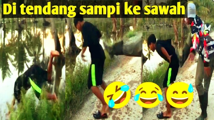 di tendang sampi ke sawah lucu ngakak