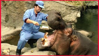 Brushing The Hippo Teeth And Meal Time.