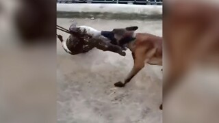 鳄鱼：你还要上画面了