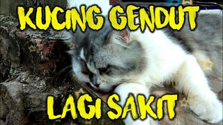 KUCING GENDUT LAGI SAKIT MUNGKIN LAGI PENGEN DIMANJA