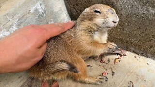 幸好它像小狗一样听话，不然真丢了。。。
