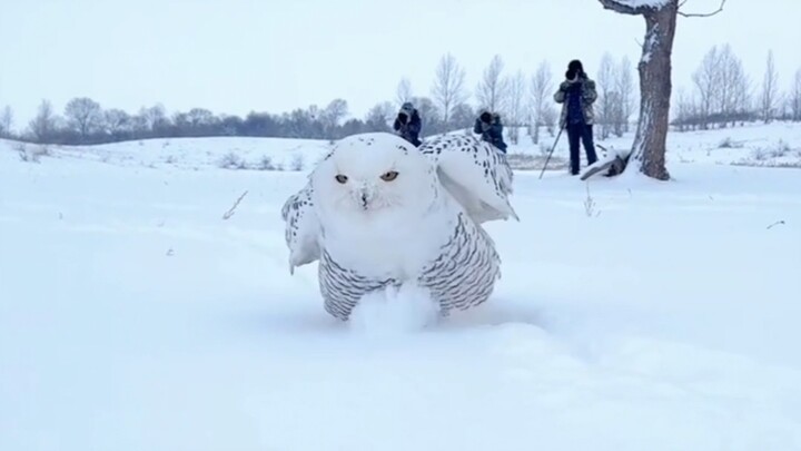 In case you didn’t know how cute owls are