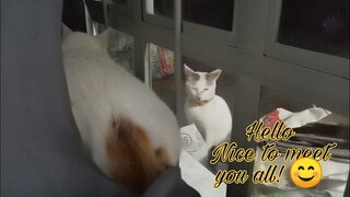 Cats first visitor || Clowder zone