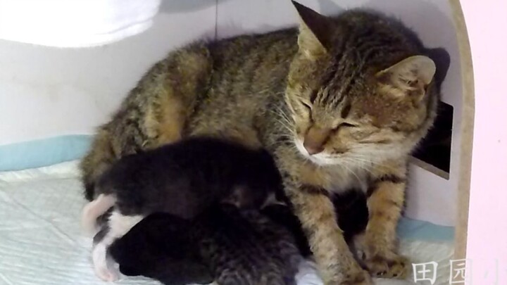 This fierce little wildcat just gave birth to a litter of adorable babies—feeding her a nutritious m