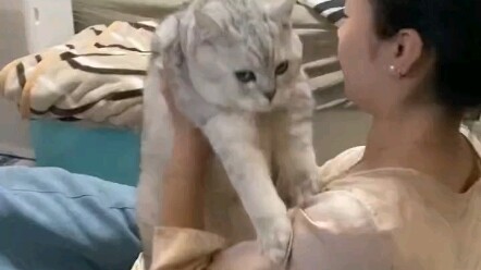The cat was also confused