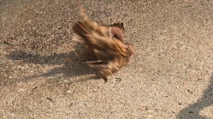 Sparrows, fight! Sparrows, fight!