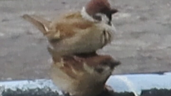 Mochi Ball Jenga! Mochi Ball Jenga! Mochi Ball Jenga! Mochi Ball Jenga! Mochi Ball Jenga! Mochi Ball