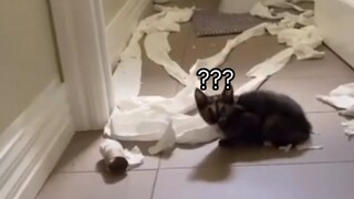 [Pets] Why Shouldn't You Get Cats